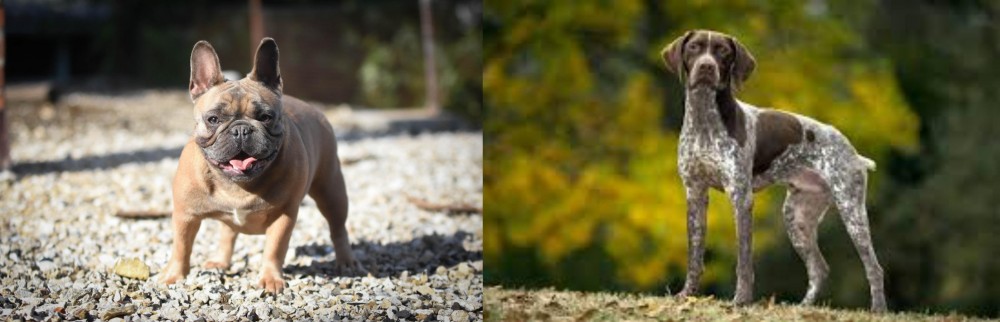 Braque Francais (Gascogne Type) vs French Bulldog - Breed Comparison