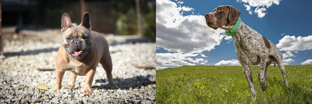 Braque Francais (Pyrenean Type) vs French Bulldog - Breed Comparison