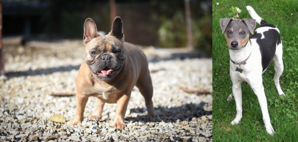 Brazilian Terrier vs French Bulldog - Breed Comparison