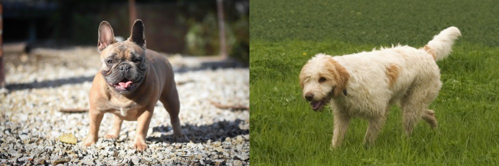 Briquet Griffon Vendeen vs French Bulldog - Breed Comparison