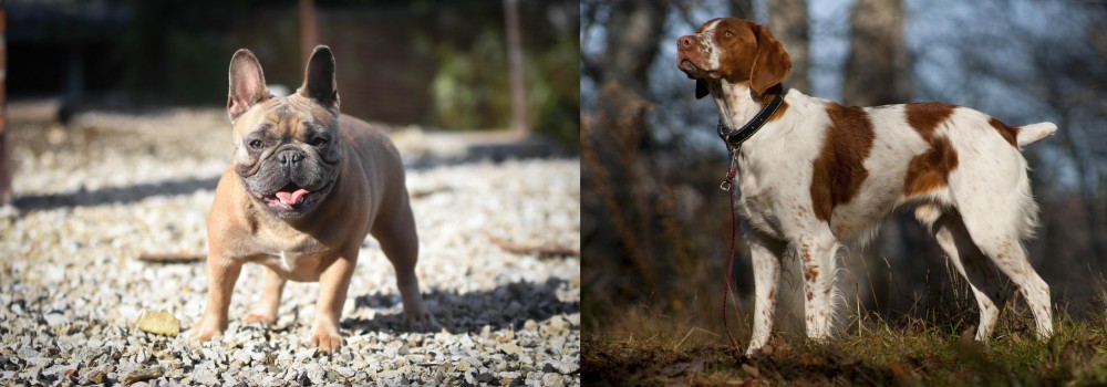 Brittany vs French Bulldog - Breed Comparison