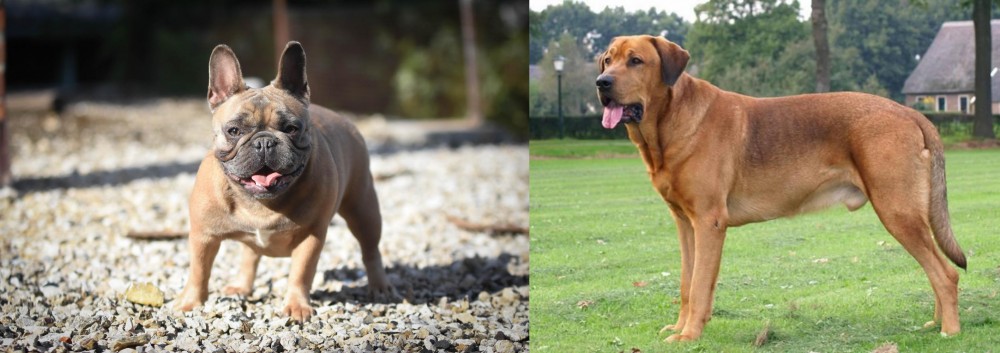 Broholmer vs French Bulldog - Breed Comparison