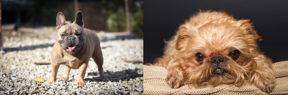 Brug vs French Bulldog - Breed Comparison