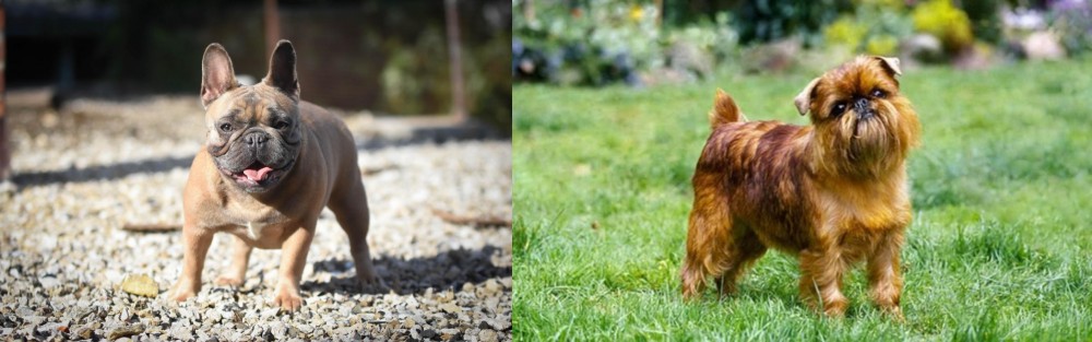 Brussels Griffon vs French Bulldog - Breed Comparison