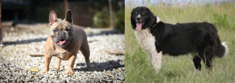 Bulgarian Shepherd vs French Bulldog - Breed Comparison
