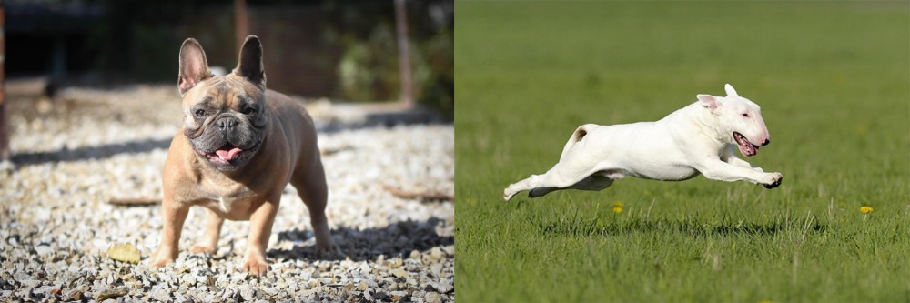 Bull Terrier vs French Bulldog - Breed Comparison