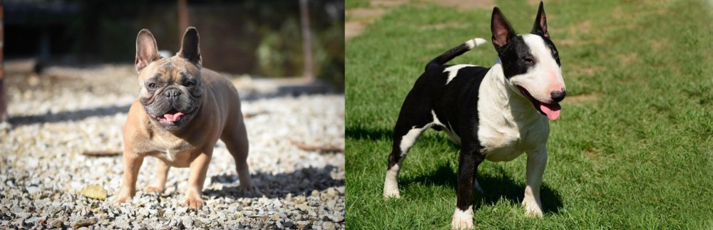 Bull Terrier Miniature vs French Bulldog - Breed Comparison