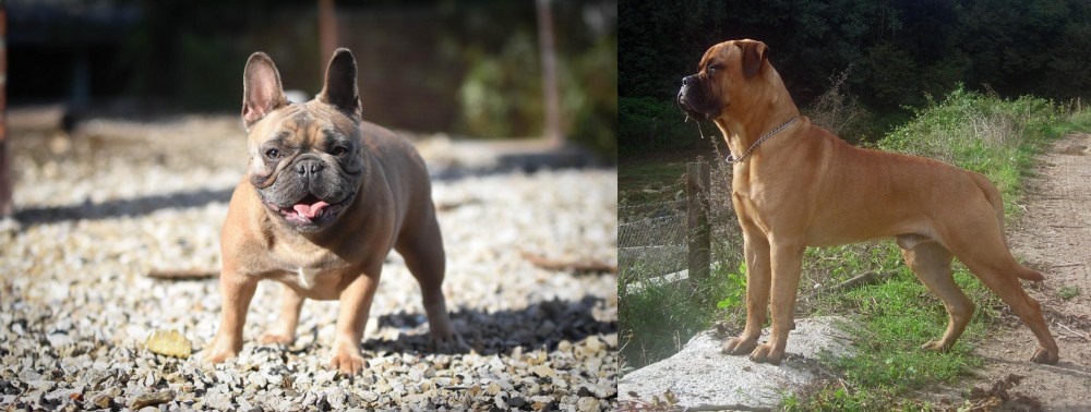 Bullmastiff vs French Bulldog - Breed Comparison