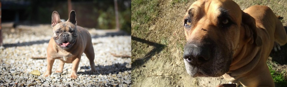 Cabecudo Boiadeiro vs French Bulldog - Breed Comparison