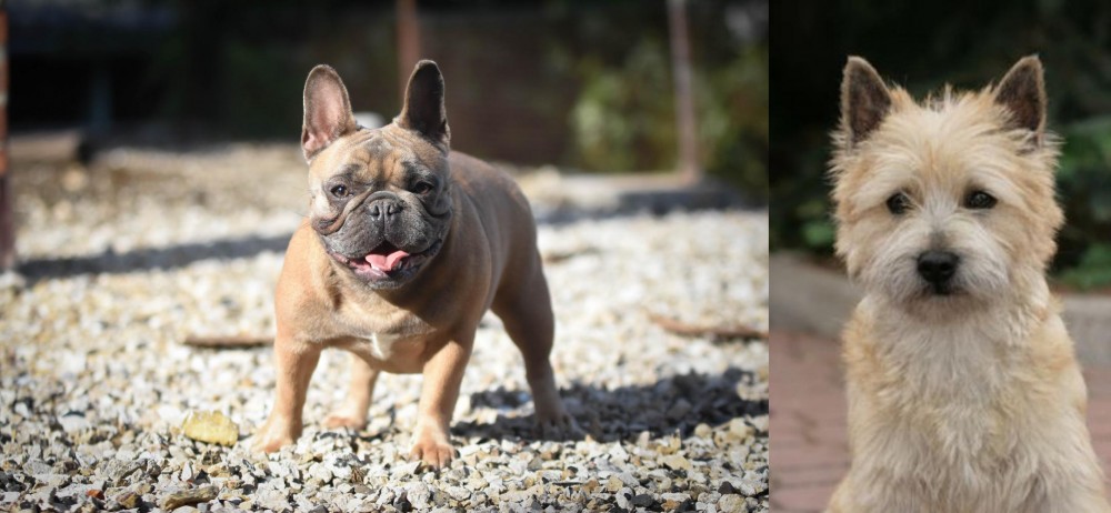 Cairn Terrier vs French Bulldog - Breed Comparison