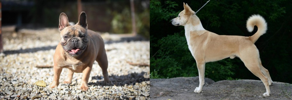 Canaan Dog vs French Bulldog - Breed Comparison
