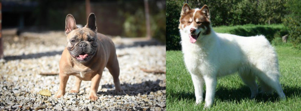 Canadian Eskimo Dog vs French Bulldog - Breed Comparison