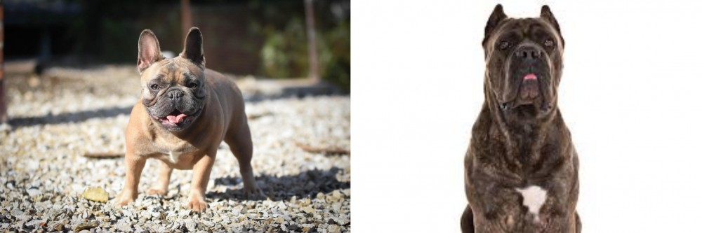 Cane Corso vs French Bulldog - Breed Comparison