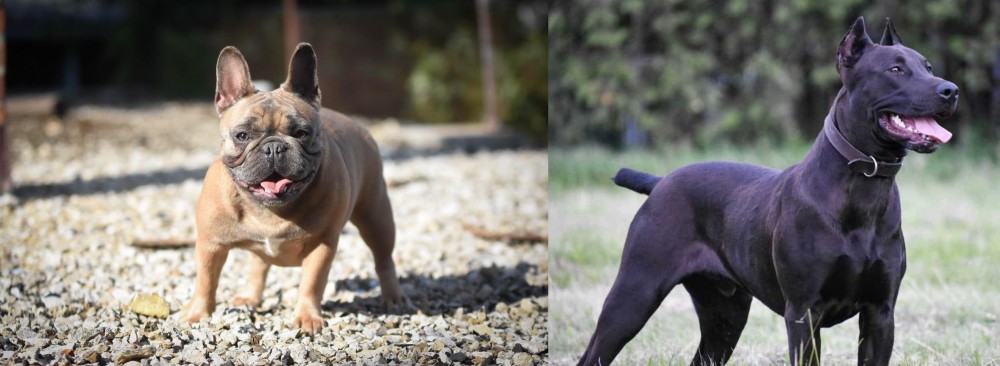 Canis Panther vs French Bulldog - Breed Comparison