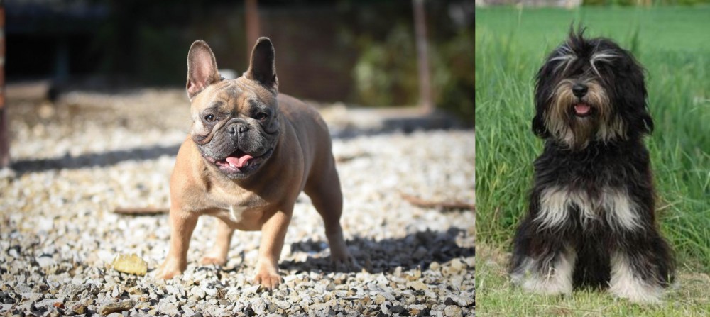 Cao da Serra de Aires vs French Bulldog - Breed Comparison