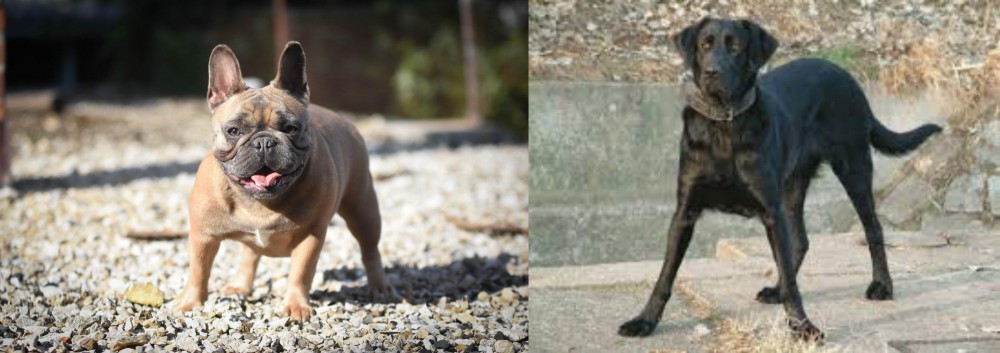 Cao de Castro Laboreiro vs French Bulldog - Breed Comparison