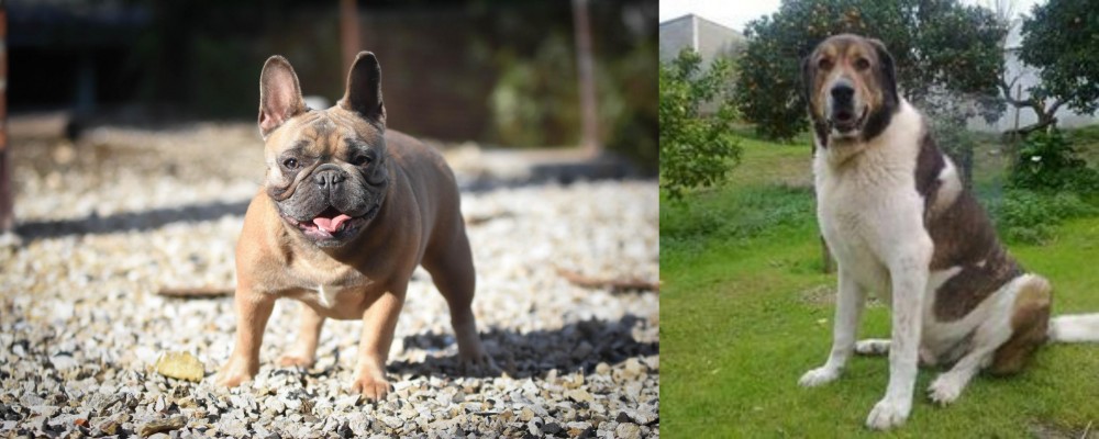 Cao de Gado Transmontano vs French Bulldog - Breed Comparison