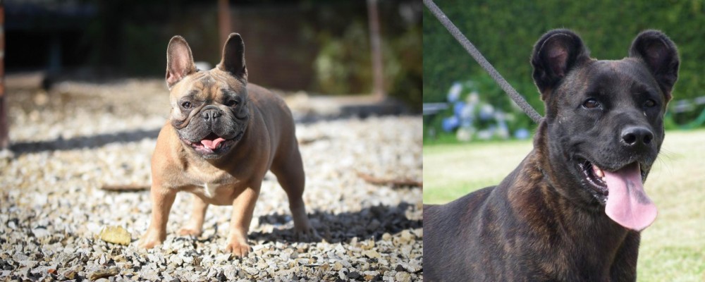Cao Fila de Sao Miguel vs French Bulldog - Breed Comparison