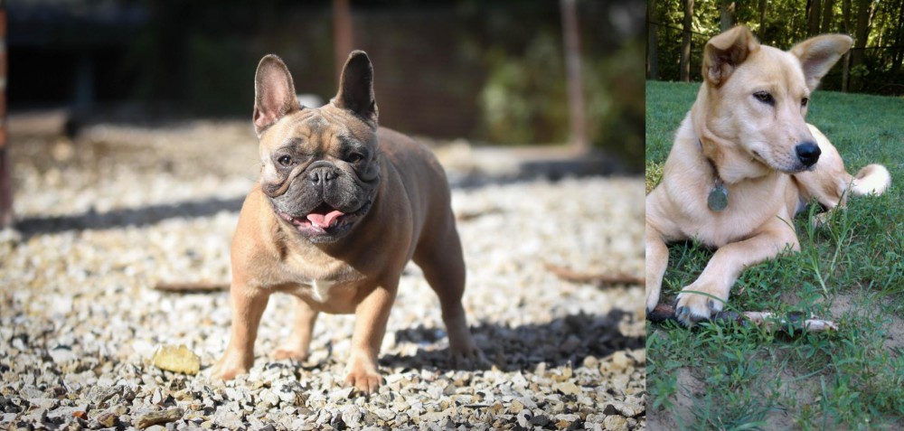 Carolina Dog vs French Bulldog - Breed Comparison