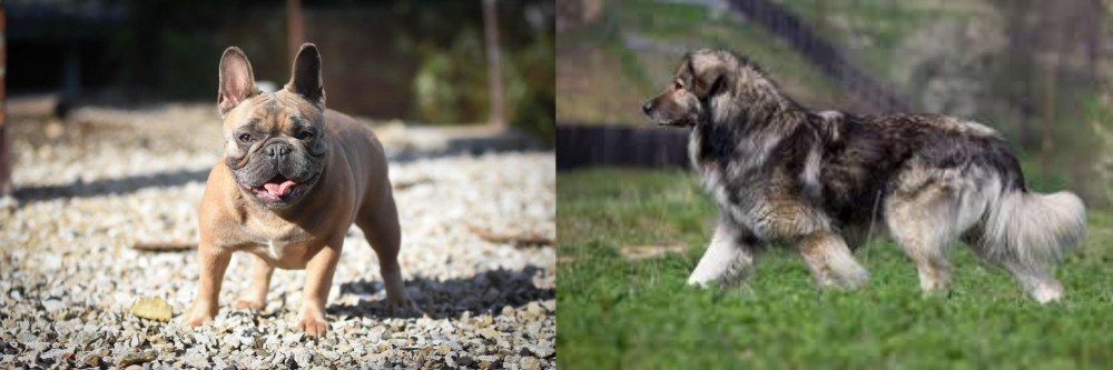 Carpatin vs French Bulldog - Breed Comparison
