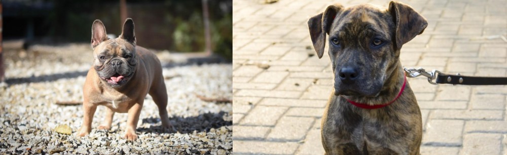 Catahoula Bulldog vs French Bulldog - Breed Comparison