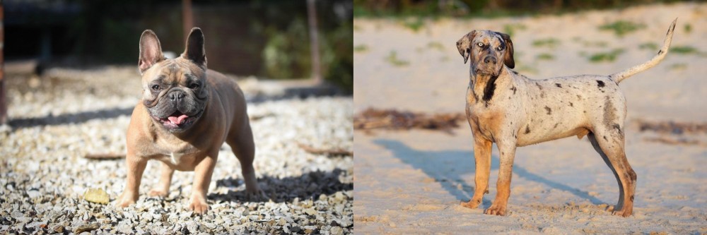 Catahoula Cur vs French Bulldog - Breed Comparison