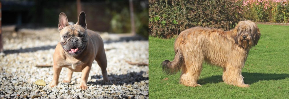 Catalan Sheepdog vs French Bulldog - Breed Comparison