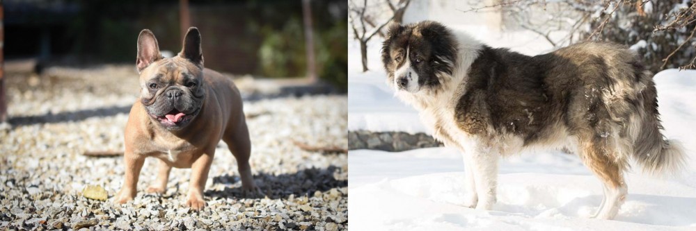 Caucasian Shepherd vs French Bulldog - Breed Comparison
