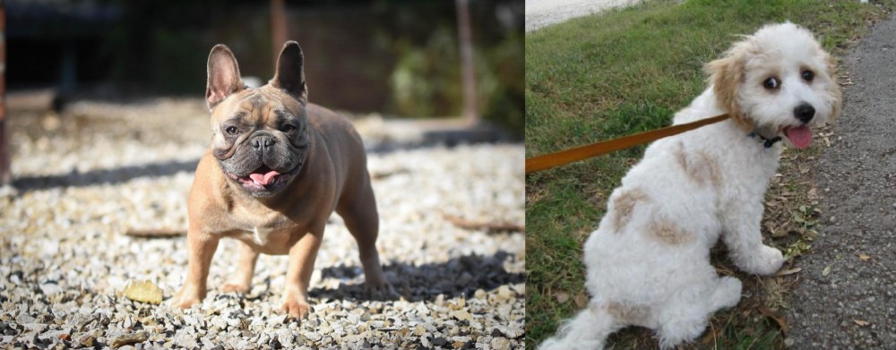 Cavachon vs French Bulldog - Breed Comparison