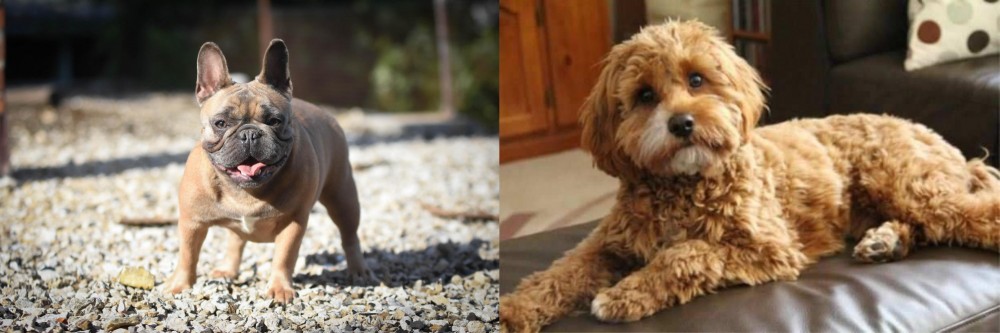 Cavapoo vs French Bulldog - Breed Comparison