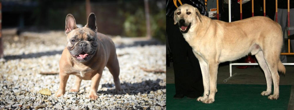 Central Anatolian Shepherd vs French Bulldog - Breed Comparison