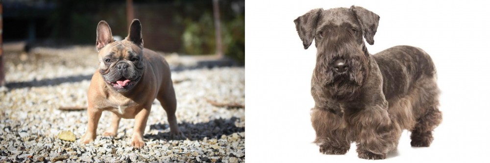 Cesky Terrier vs French Bulldog - Breed Comparison