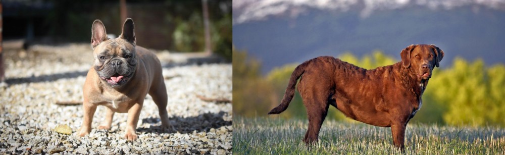 Chesapeake Bay Retriever vs French Bulldog - Breed Comparison