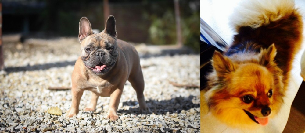 Chiapom vs French Bulldog - Breed Comparison