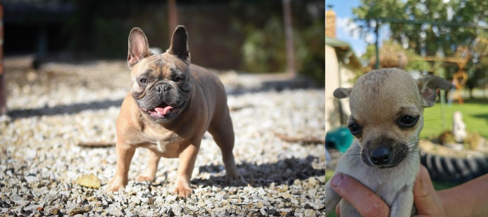 Chihuahua vs French Bulldog - Breed Comparison