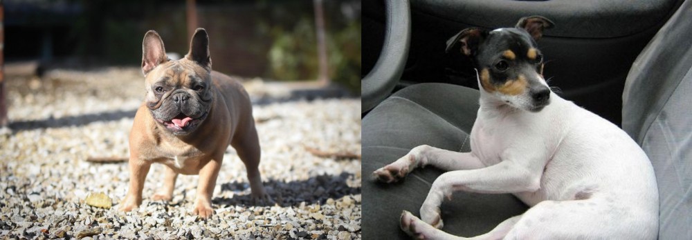 Chilean Fox Terrier vs French Bulldog - Breed Comparison