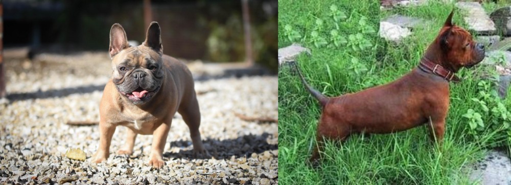Chinese Chongqing Dog vs French Bulldog - Breed Comparison