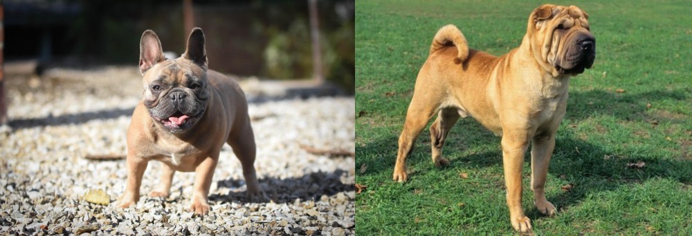 Chinese Shar Pei vs French Bulldog - Breed Comparison