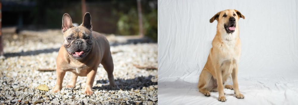 Chinook vs French Bulldog - Breed Comparison