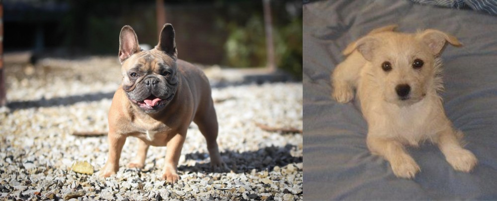 Chipoo vs French Bulldog - Breed Comparison