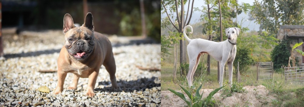 Chippiparai vs French Bulldog - Breed Comparison