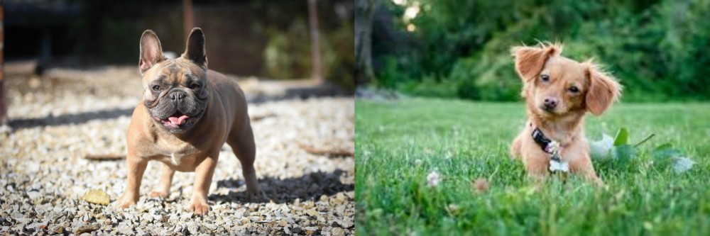 Chiweenie vs French Bulldog - Breed Comparison