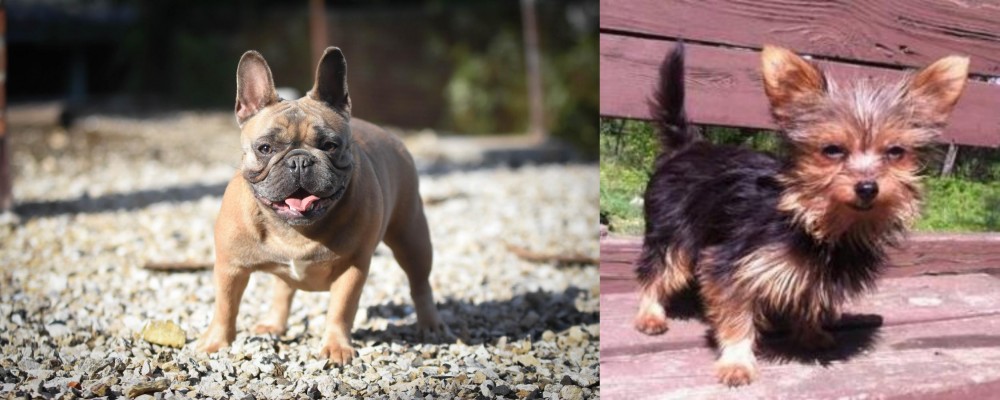 Chorkie vs French Bulldog - Breed Comparison