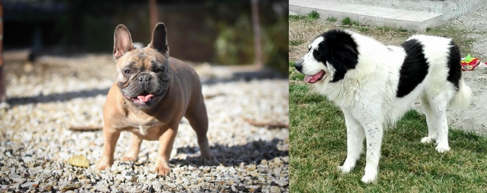 Ciobanesc de Bucovina vs French Bulldog - Breed Comparison