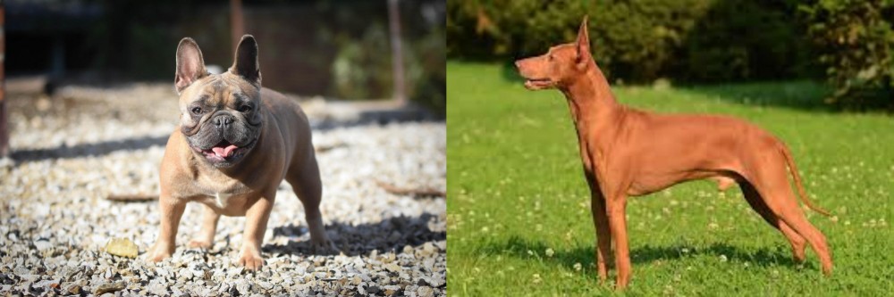 Cirneco dell'Etna vs French Bulldog - Breed Comparison