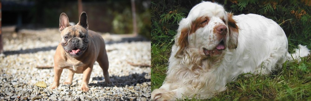 Clumber Spaniel vs French Bulldog - Breed Comparison