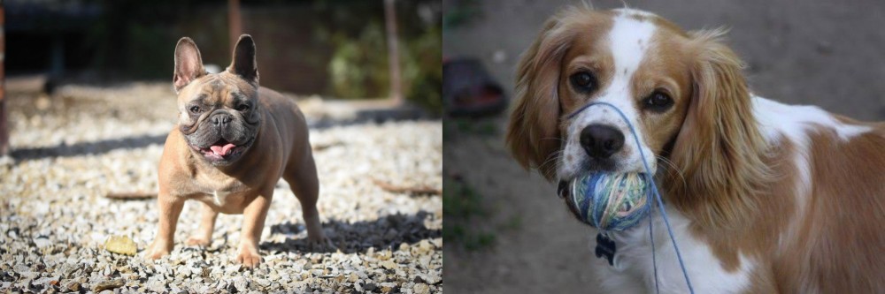 Cockalier vs French Bulldog - Breed Comparison