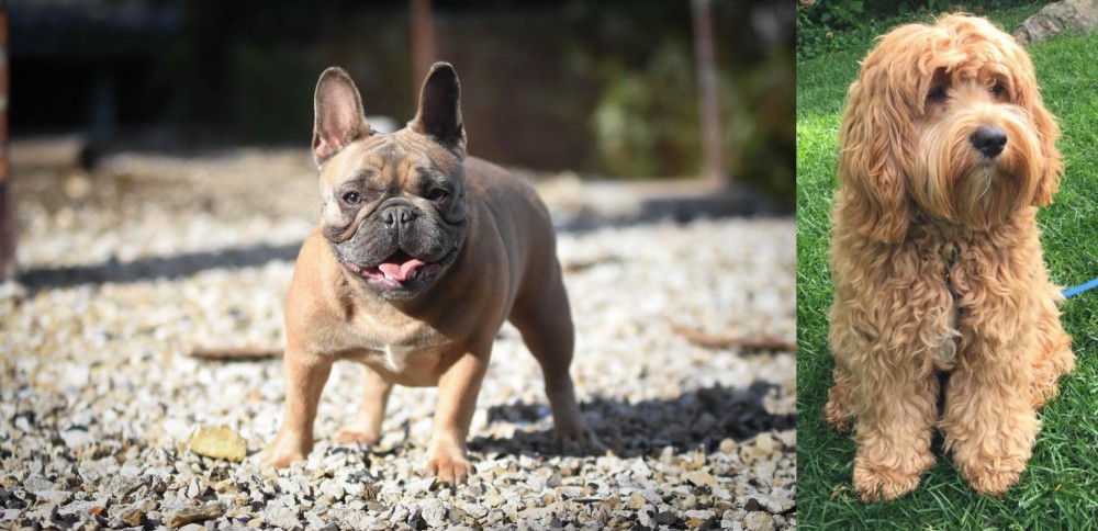 Cockapoo vs French Bulldog - Breed Comparison