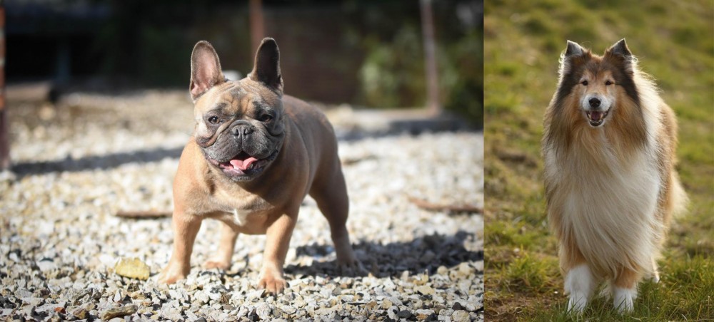 Collie vs French Bulldog - Breed Comparison