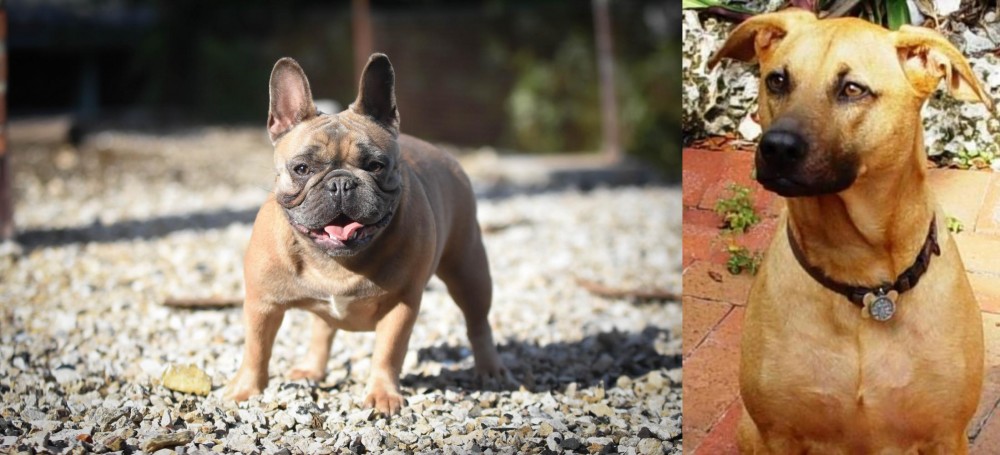 Combai vs French Bulldog - Breed Comparison